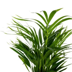2x Dypsis Lutescens - Goudpalm - ⌀17 Cm - ↕60-70 Cm 6 2x Dypsis Lutescens - Goudpalm - ⌀17 Cm - ↕60-70 Cm -Meubelwinkel 1000072866 0102