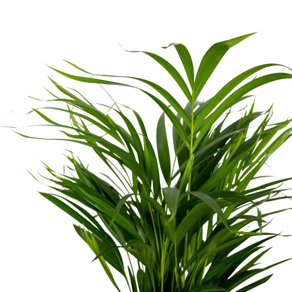 2x Dypsis Lutescens - Goudpalm - ⌀17 Cm - ↕60-70 Cm 3 2x Dypsis Lutescens - Goudpalm - ⌀17 Cm - ↕60-70 Cm - Afbeelding 3