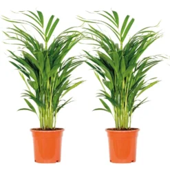 2x Dypsis Lutescens - Goudpalm - ⌀17 Cm - ↕60-70 Cm