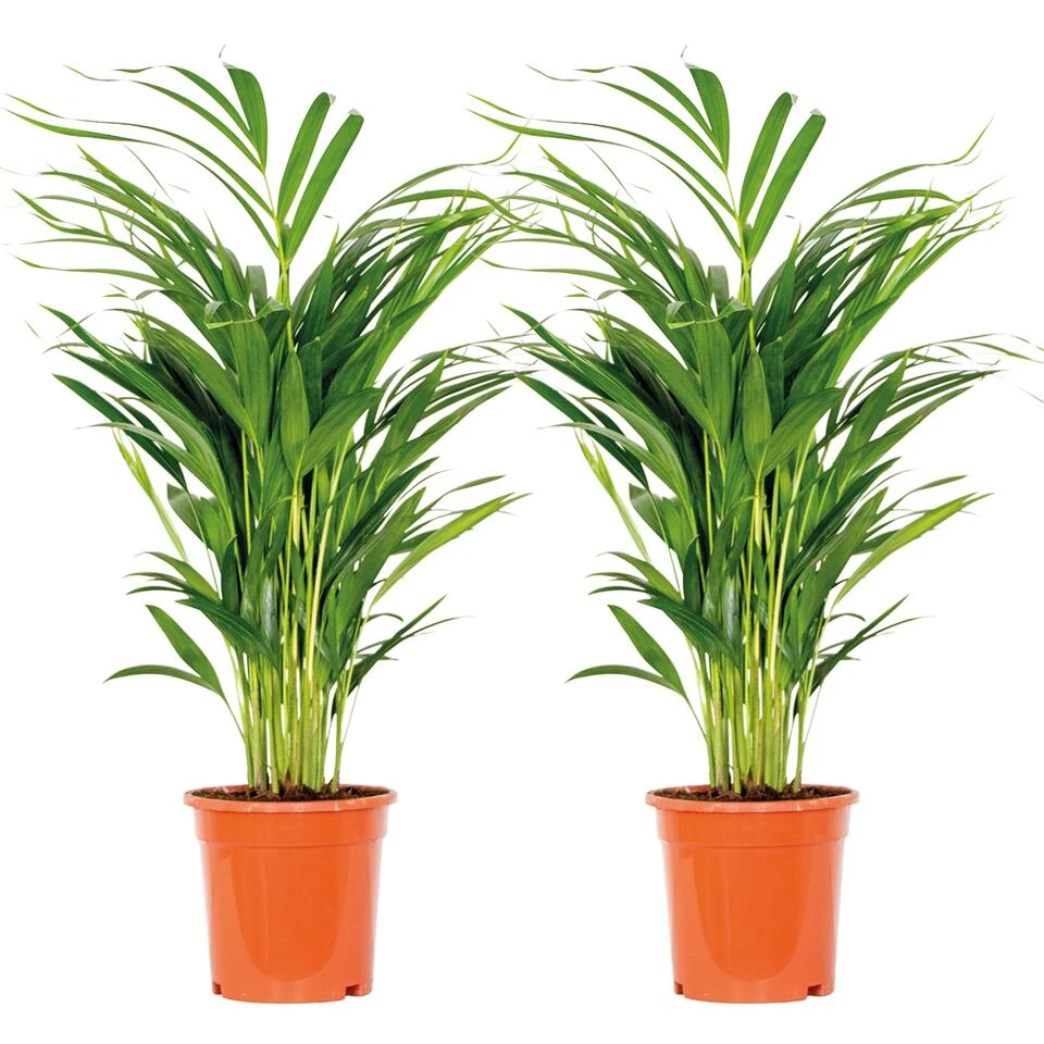 2x Dypsis Lutescens - Goudpalm - ⌀17 Cm - ↕60-70 Cm 1 2x Dypsis Lutescens - Goudpalm - ⌀17 Cm - ↕60-70 Cm