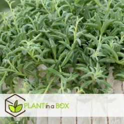Senecio Peregrinus - Set Van 2 - Pot 12cm - Hoogte 10-20cm -Meubelwinkel 1000081951 0103