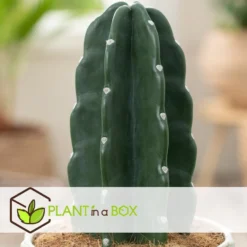 Cereus Jamacaru - Cactus "Cuddly" - Pot 18cm - Hoogte 30-35cm -Meubelwinkel 1000082007 0103