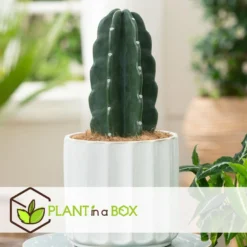 Cereus Jamacaru - Cactus "Cuddly" - Pot 18cm - Hoogte 30-35cm -Meubelwinkel 1000082007 0104
