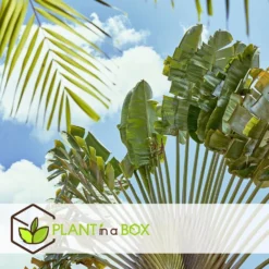 Ravenala Madagascariensis - Set Van 6 - Reizigerspalm - Pot 9cm - Hoogte 25-40cm -Meubelwinkel 1000087973 0103