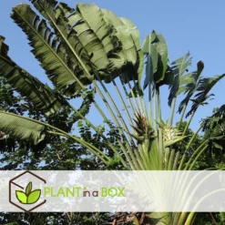 Ravenala Madagascariensis - Set Van 6 - Reizigerspalm - Pot 9cm - Hoogte 25-40cm -Meubelwinkel 1000087973 0104