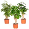3x Polyscias Mix - Fabian - Ming - Green Lemon P12H30